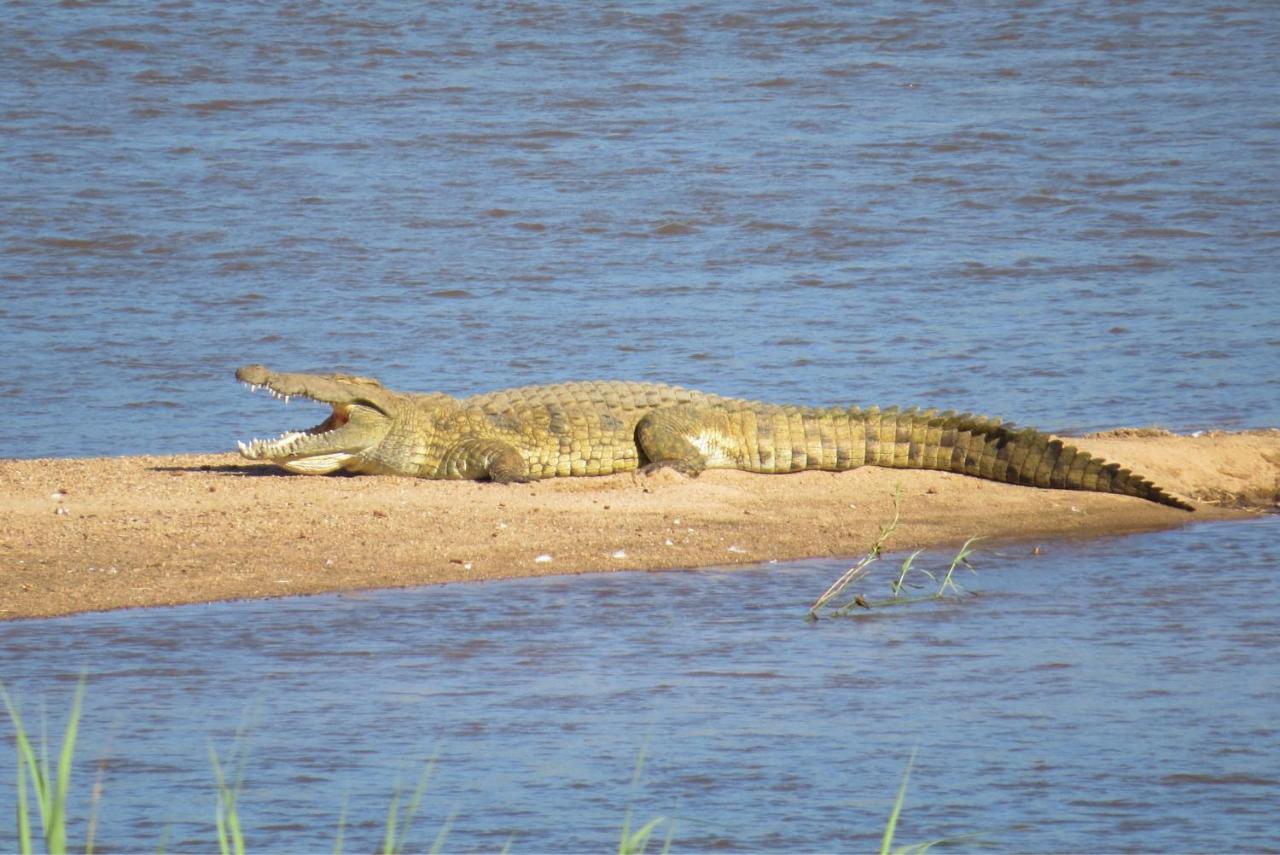 Crocodile Bridge Safari Lodge Komatipoort Εξωτερικό φωτογραφία